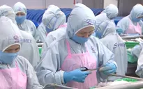Hoa Kỳ công bố thuế chống bán phá giá tôm Việt Nam về 0%