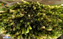 Ống hút cỏ bàng: Giải pháp 3T cho vấn nạn ống hút nhựa dùng 1 lần