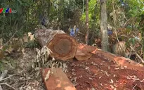Phát hiện vụ phá rừng quy mô lớn ở Đăk Lăk