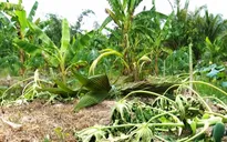 Đồng Tháp: Xuất hiện tình trạng chặt phá vườn cây