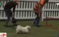 Công viên thú cưng có gì hay?