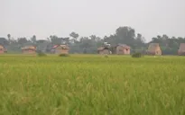 Làm du lịch từ cây lúa