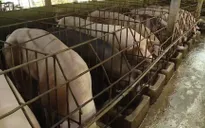 Tỉnh Sơn La đã có 8 huyện xuất hiện dịch tả lợn châu Phi