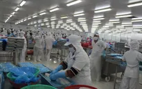 Thuế tôm về 0%, cổ phiếu thủy sản đồng loạt tăng