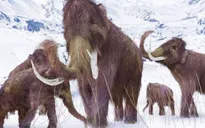 Voi ma mút lông và người Neanderthal có chung đặc điểm di truyền