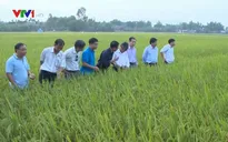 Sơ kết sản xuất cây trồng vụ Đông Xuân các tỉnh duyên hải Nam Trung Bộ và Tây Nguyên