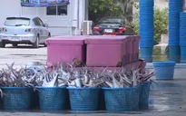 Thoát thẻ vàng thủy sản EU - Kinh nghiệm của Thái Lan