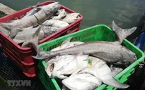 Cá lồng bè ở Bà Rịa - Vũng Tàu chết hàng loạt
