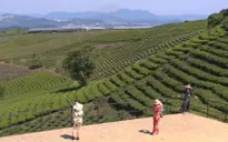 Tận hưởng ngày xanh giữa đồi chè