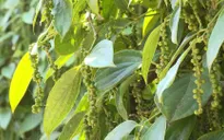 Dù khởi sắc, giá hồ tiêu vẫn rất khó tăng mạnh