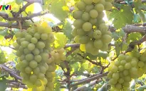 Ghé thăm vườn trồng nho Ninh Thuận