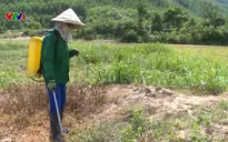Bất chấp hậu quả, nông dân phun thuốc diệt cỏ tràn lan