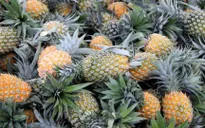 Giá dứa ở Nghệ An giảm chỉ còn 3.000 đồng/kg