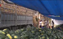 Dưa hấu Quảng Bình được mùa được giá