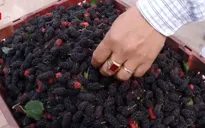 Dâu tằm vào mùa thu hoạch