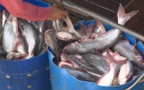 Giá cá tra nguyên liệu tăng trở lại