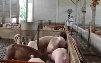 Giá lợn hơi vẫn khó lường