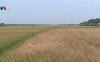 Nhiều diện tích lúa và hoa màu ở TT - Huế có nguy cơ mất trắng