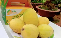 Đồng Tháp sẽ xuất khẩu lô xoài đầu tiên sang Hoa Kỳ