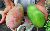 Lô xoài Việt đầu tiên được xuất sang Mỹ bằng đường hàng không