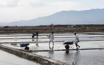 Muối trúng mùa được giá, diêm dân Ninh Thuận phấn khởi