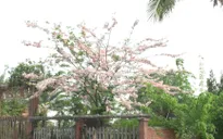 Về Đồng Tháp ngắm hoa anh đào