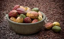 Giá ca cao tăng mạnh trên thị trường quốc tế