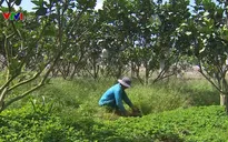 Nông dân nói không với thuốc diệt cỏ