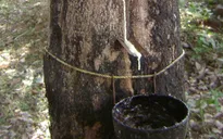 Giá cao su trên thị trường thế giới giảm mạnh