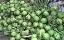 Nắng nóng, giá dừa tăng cao