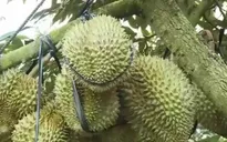 Tiền Giang: Người dân ồ ạt trồng sầu riêng