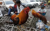 Cúm gia cầm chủng H5N6 bùng phát tại Campuchia