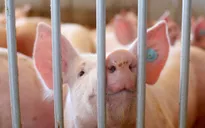 Hồi sinh thành công não lợn chết