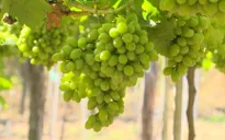 Sắp diễn ra Lễ hội Nho và Vang Ninh Thuận