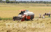 Giá lúa ở Trà Vinh tăng 300 đồng/kg