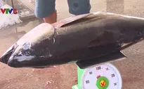 Đẩy mạnh tiêu thụ mặt hàng cá ngừ đại dương qua khách du lịch