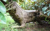Độc đáo cây vú sữa thân rồng