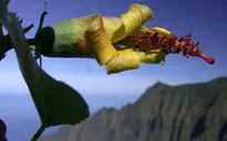 Thiết bị bay không người lái bất ngờ phát hiện loài hoa ở Hawaii được cho đã tuyệt chủng