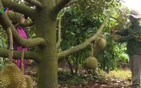 Giá sầu riêng giảm mạnh