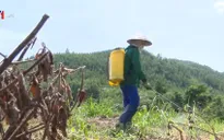 Thuốc diệt cỏ chứa Glyphosate vẫn phổ biến ở Việt Nam