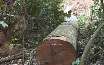 Khởi tố, bắt giam 7 đối tượng phá rừng mun Phong Nha - Kẻ Bàng