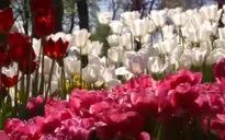 Rực rỡ sắc hoa tulip tại Thổ Nhĩ Kỳ
