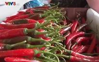 Nông dân Quảng Nam được mùa ớt giá cao