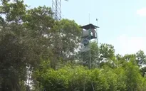 Long An chủ động phòng chống cháy rừng cao điểm mùa khô