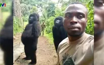 Khỉ đột selfie như người gây bão mạng xã hội
