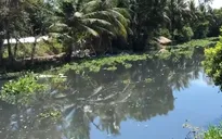 Hậu Giang: Cá chết hàng loạt vì dòng nước đen bất thường