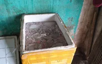 Thu giữ 300kg nội tạng động vật không rõ nguồn gốc
