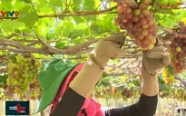 Lễ hội Nho và Vang Ninh Thuận - Cầu nối giữa người trồng nho với người tiêu dùng