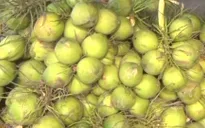 Nắng nóng kỷ lục, dừa xiêm xanh tăng giá