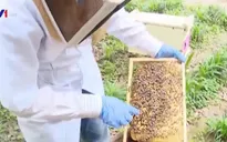 Mục sở thị quá trình nuôi ong lấy mật